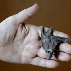 Zoo se snaží odchovat osmigramové mládě glosofágy