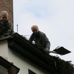 Zvířecí záchranáři rekonstruovali čapí hnízdo v Dobřanech