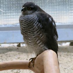 Zvířecí záchranáři v Plzni ošetřují dva zraněné krahujce