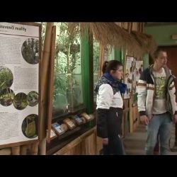 Mravenci se ukrývají v nové expozici v plzeňské Zoo