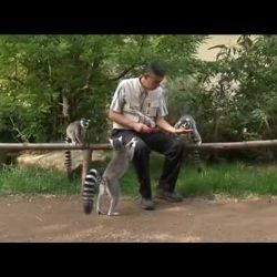 Madagaskarský pavilon je chloubou plzeňské ZOO