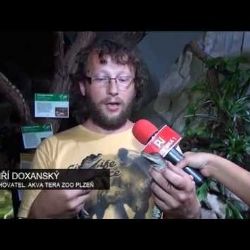 V plzeňské zoo odchovávají třetí druh krokodýla