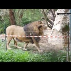 Zoo Plzeň by v roce 2016 ráda rozmnožila lvy.