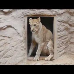 Plzeňská ZOO má dvě nové lvice