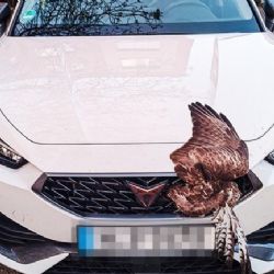 Dravec zaklíněný v autě - bizarní nehoda v ulici Družby