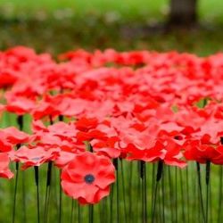 Plzeň uctila veterány pietou ve vlčím poli