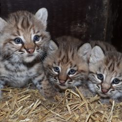 Trojčata rysů se narodila v plzeňské zoo
