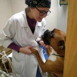 Majitelé psů a koček v Portugalsku své mazlíčky milují podobně jako my v Česku. Rozdílný je ale přístup ke klientům veterinárních klinik