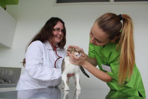 Obrázek - Veterináři z Plasů sbírají zkušenosti na klinikách v Portugalsku