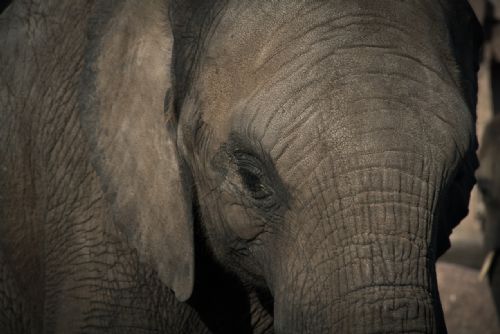 Foto: Váha 170 dospělých slonů. Takový objem použitých baterií jsme recyklovali