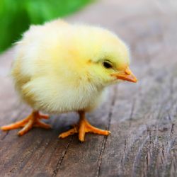 Veselé Velikonoce v Pivovarském muzeu
