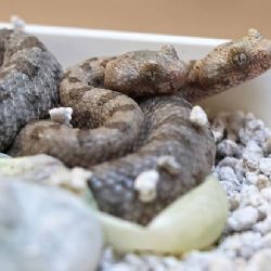 Plzeňská zoo slaví světový úspěch s odchovem zmije pavoučí