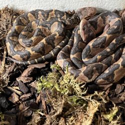 Zoo Plzeň slaví úspěch: Vylíhla se vzácná mláďata křovináře němého