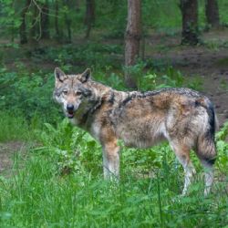 Další vlčice odchycena na Šumavě - DNA odhalí její původ