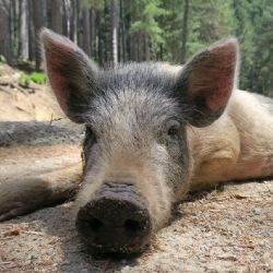 Divoká prasata v Plzni - majitelé psů, mějte se na pozoru