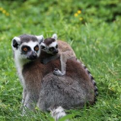 Dvojčata lemura - nové přírůstky v plzeňské zoo