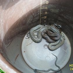 Hadí rodinka v základech domu - na jihu Plzeňska zasahovali hasiči
