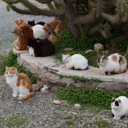 Klatovy bojují s kočkami - plánují záchytnou stanici