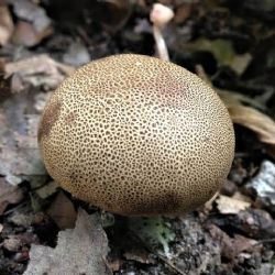 Pozor na nebezpečnou houbu Pestřec, na Klatovsku se otrávil třináctiletý chlapec