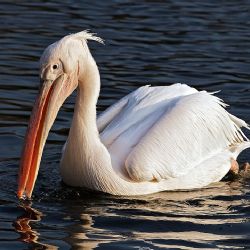 Uprchlý pelikán z Plzeňské ZOO nalezen uhynulý