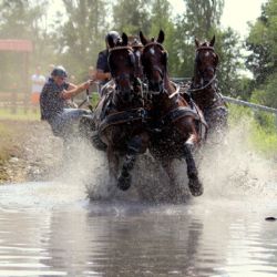 Závody koňských spřežení v Nebanicích u Chebu letos ve velkém stylu