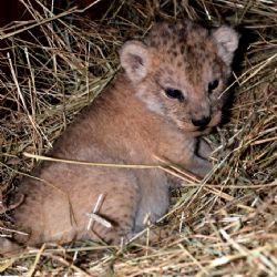 V plzeňské zoo se narodilo mládě lva berberského