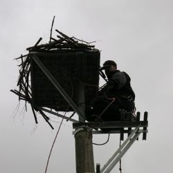 Další dvě hnízda čápů bílých na Tachovsku jsou přestěhována