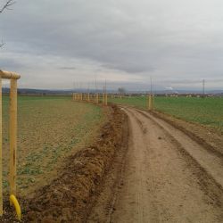 Další stromořadí pomohla Nadace ČEZ vysadit ve Vejprnicích na Plzeňsku 