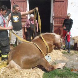 Hasiči v Útušicích pomáhali zvednout ležícího koně