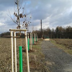 Historické cesty na Plzeňsku doplnily nové ovocné stromy 