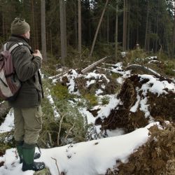 Kalamita na Šumavě: Vítr způsobil polomy v objemu 31 tisíc m3 