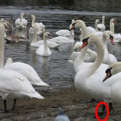 Labuťák z Plané se odstěhoval do Prahy na Vltavu
