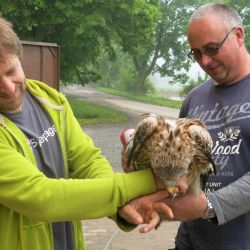 Luňák po sobotní bouřce přenocoval v hospodě v České Doubravici