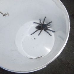 Mladého Plzeňáka vyděsil na dvoře sklípkan
