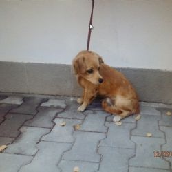Na Domažlické v Plzni zastavilo auto, řidič z něj vyhodil psa