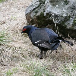 Na Knížecích Pláních správa NP Šumava obnovuje bezlesí kvůli tetřívkovi 
