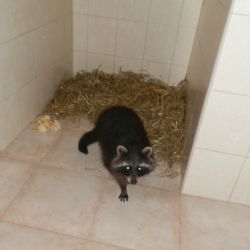 Na stromě v Plzni seděl medvěd mýval