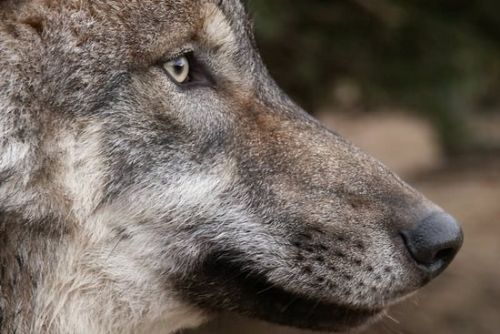 Foto: Jeden z vlků, který utekl z výběhu Národního parku Bavorský les, přešel do Čech