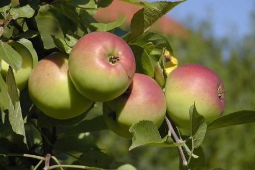 Foto: Obce z Rokycanska dostanou 527 ovocných stromků