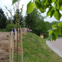Tachovsko a Domažlicko získají ovocné stromky od kraje