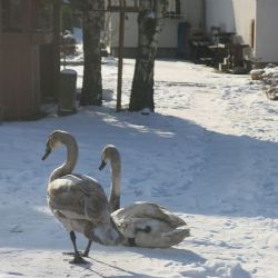 Poraněná labuť z Plzeňska přišla o křídlo, ledňáček ho měl zlomené