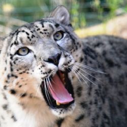 Přijďte se rozloučit se starým rokem do plzeňské zoo 
