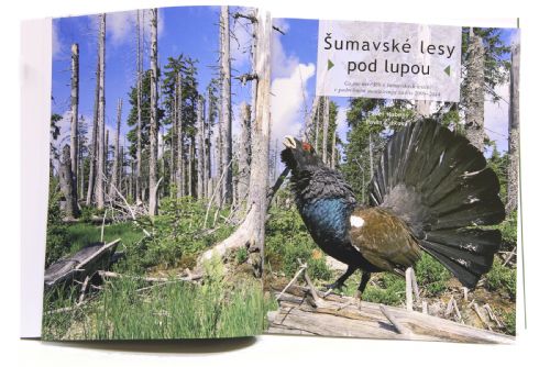 Foto: Správa NP Šumava vydala novou knihu „Šumavské lesy pod lupou“ 