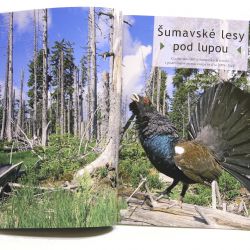 Správa NP Šumava vydala novou knihu „Šumavské lesy pod lupou“ 