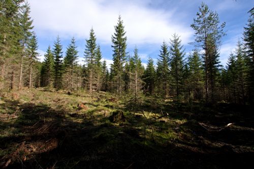 Foto: V lese u Zichova na Domažlicku zabil padající strom člověka 