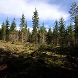 Správa NP Šumava začala používat nové postupy při výchovných zásazích v mladých lesních porostech 