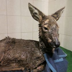 Srna zapadla v Přehýšovském rybníku, začala složitá záchrana