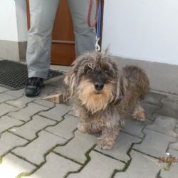V Plzni uvázali psa vodítkem u stromu, skončil v útulku