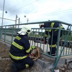 Ve Vranově hasiči vysvobodili z železného zábradlí srnku
