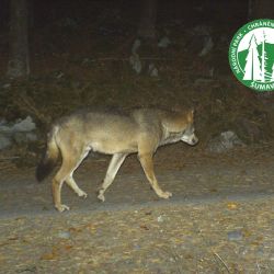 Fotopasti se na Šumavě stávají cílem zlodějů a vandalů